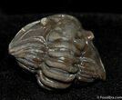 Large Enrolled Flexicalymene Trilobite #501-1